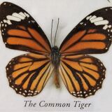 Frame butterfly  80s