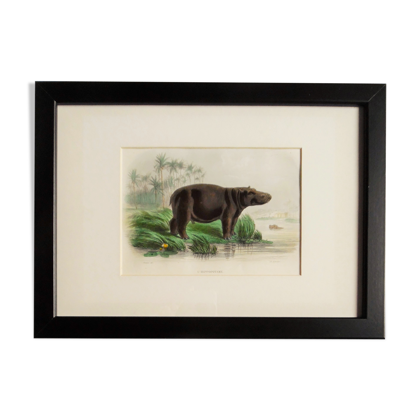 Zoological plank "hippopotamus"