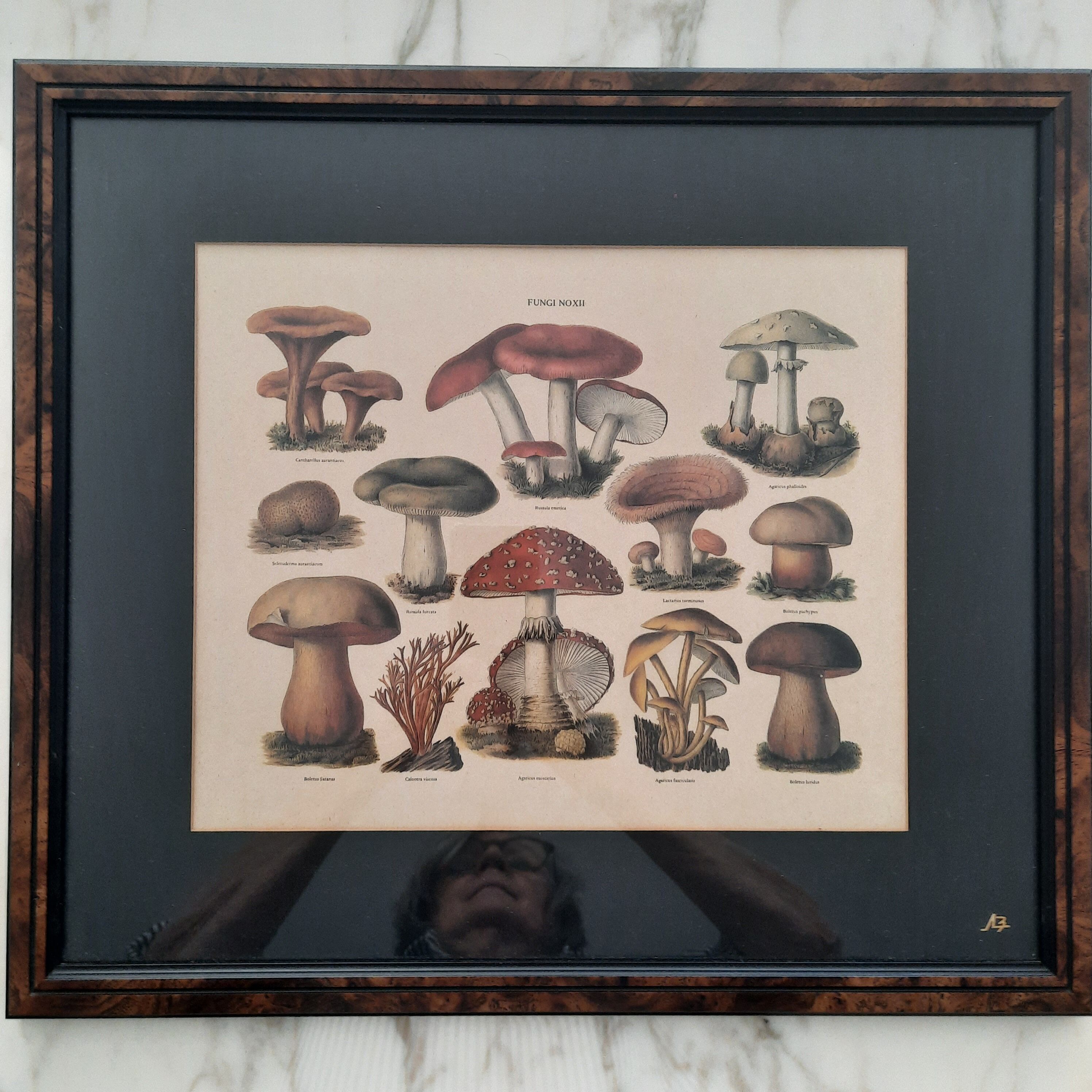 Series of 5 framed engravings