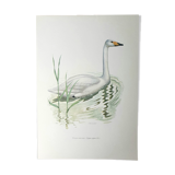 Wild swan board
