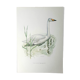 Planche cygne sauvage