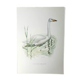Wild swan board