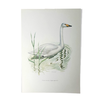 Planche cygne sauvage