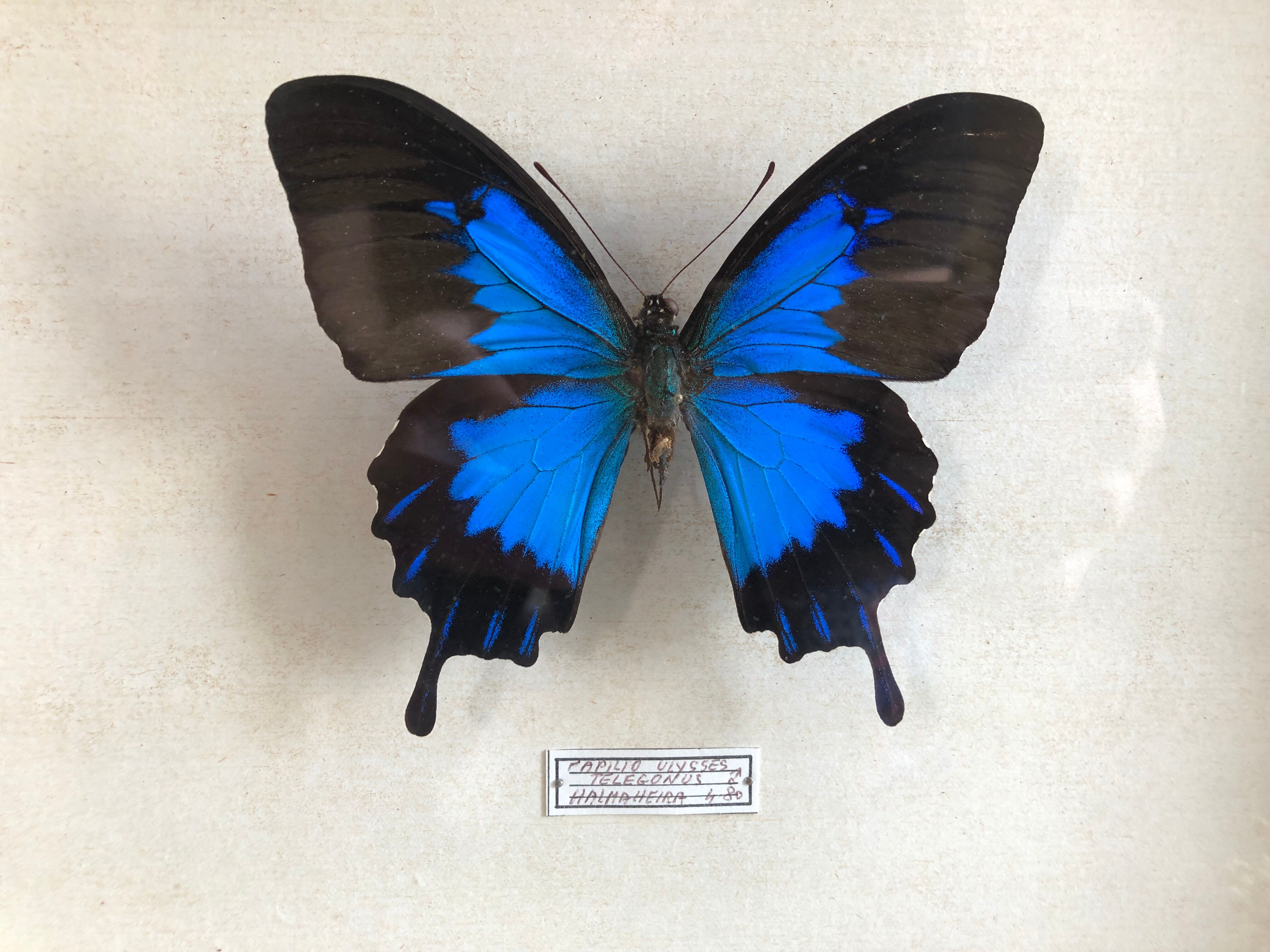 Blue butterfly frame
