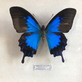 Blue butterfly frame