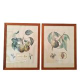 Pair of Botanical Plates 1905 – Peach & Pear – Poiteau