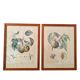Pair of Botanical Plates 1905 – Peach & Pear – Poiteau