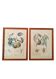 Paire de Planches Botaniques 1905 – Pêche & Poire – Poiteau
