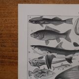 Lithographie originale sur les poissons