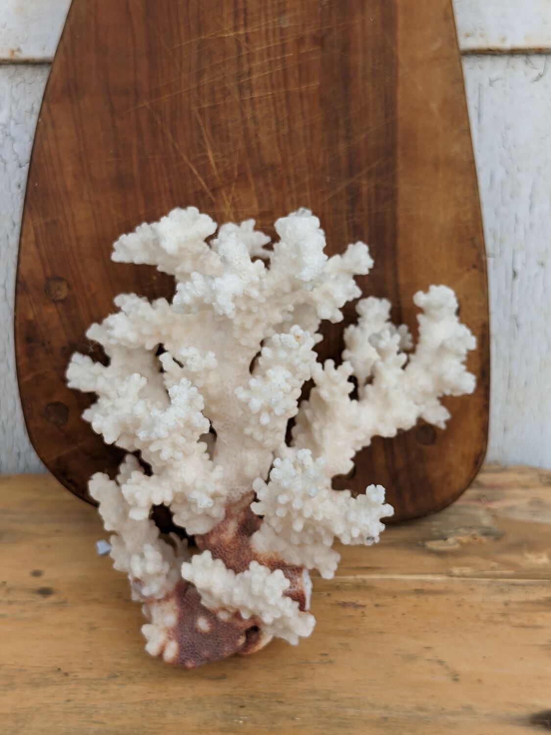 Real coral of the 70s