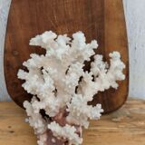 Real coral of the 70s