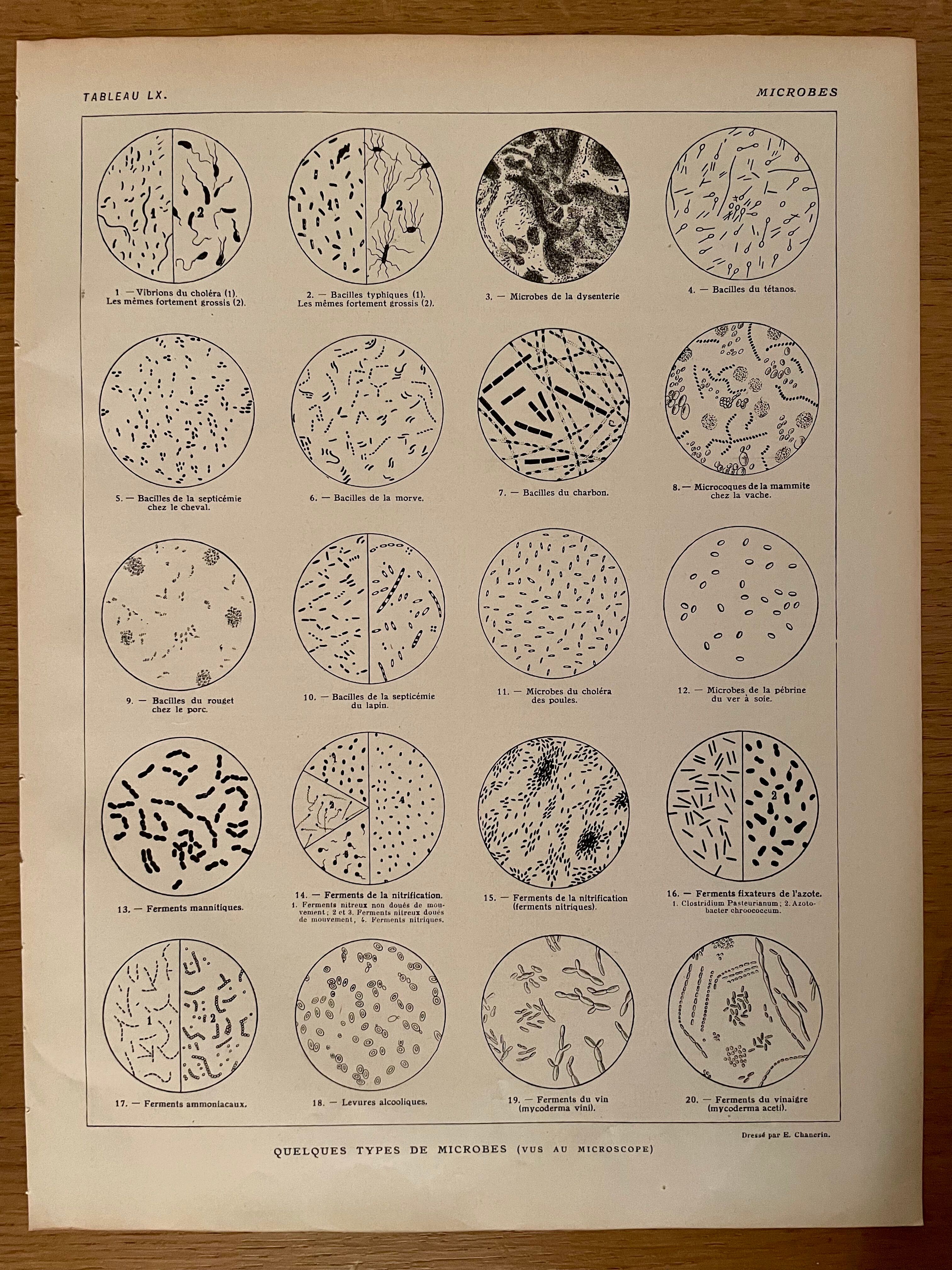 Lithograph on microbes from 1921