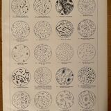 Lithograph on microbes from 1921