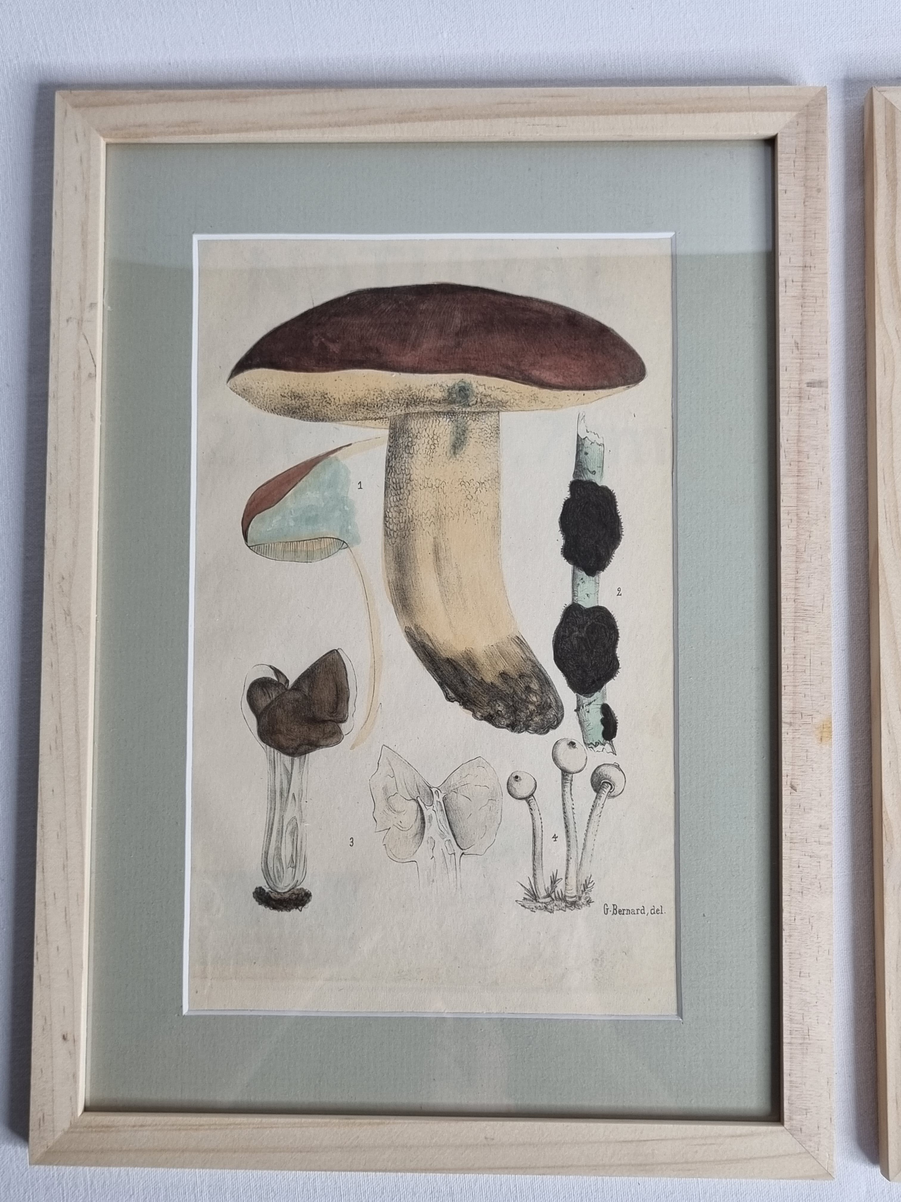 Two old engravings of watercolor mushrooms nineteenth century after G. Bernard