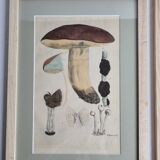 Deux anciennes gravures de champignons aquarellées XIXème siècle d'après G. Bernard