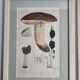 Two old engravings of watercolor mushrooms nineteenth century after G. Bernard