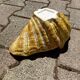 Ceramic shell