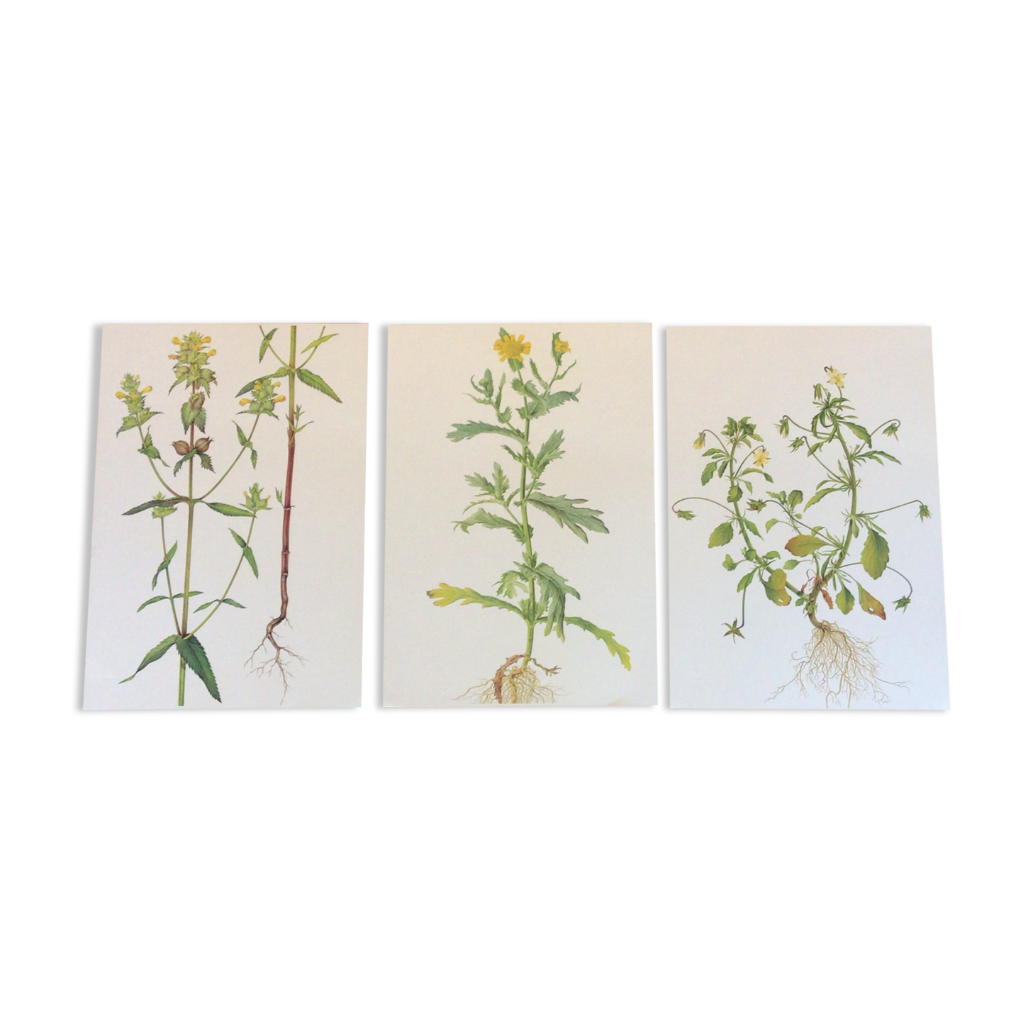 3 botanical plates