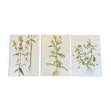 3 botanical plates