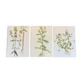 3 botanical plates