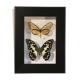 Cadre coffret 2 papillons