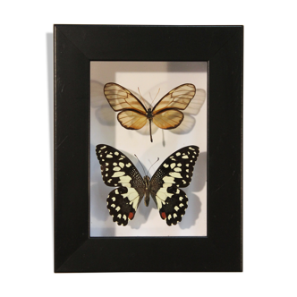 Cadre coffret 2 papillons