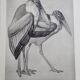 Illustrated plate, Studies of Ostrich and Marabout, Signed A. Margat, 1930