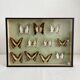 Vintage Naturalized Butterflies
