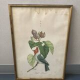 Set of ancient exotic bird illustrations