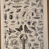 Set of lithographs XXth century
