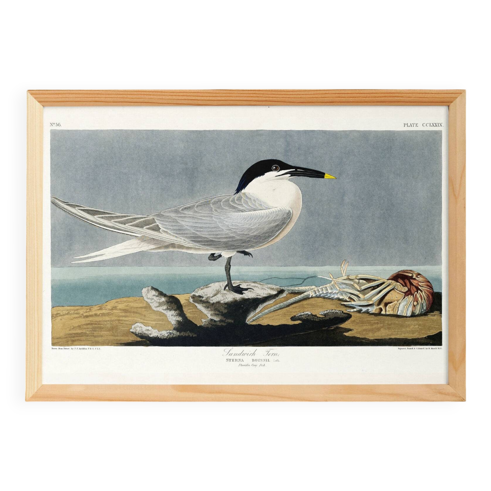 Poster about the Tern, based on an old engraving from 1827.