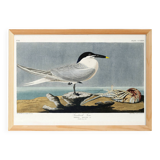 Poster about the Tern, based on an old engraving from 1827.
