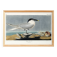 Poster about the Tern, based on an old engraving from 1827.
