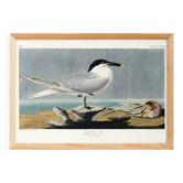Poster about the Tern, based on an old engraving from 1827.