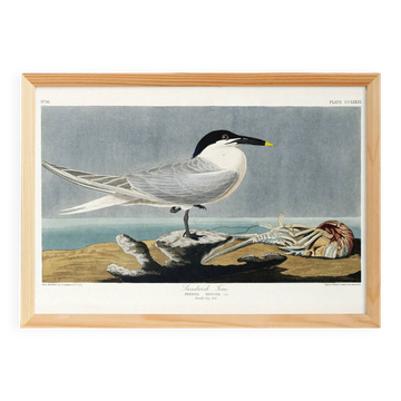 Poster about the Tern, based on an old engraving from 1827.