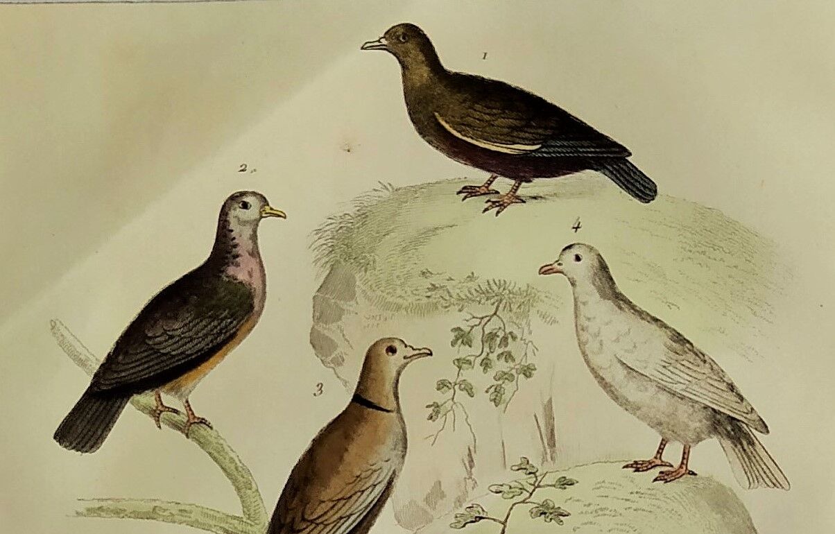 Original Ornithological Plate "Wood Pigeon - Turtle Dove - &c..." Buffon 1836