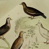 Original Ornithological Plate "Wood Pigeon - Turtle Dove - &c..." Buffon 1836