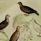 Original Ornithological Plate "Wood Pigeon - Turtle Dove - &c..." Buffon 1836