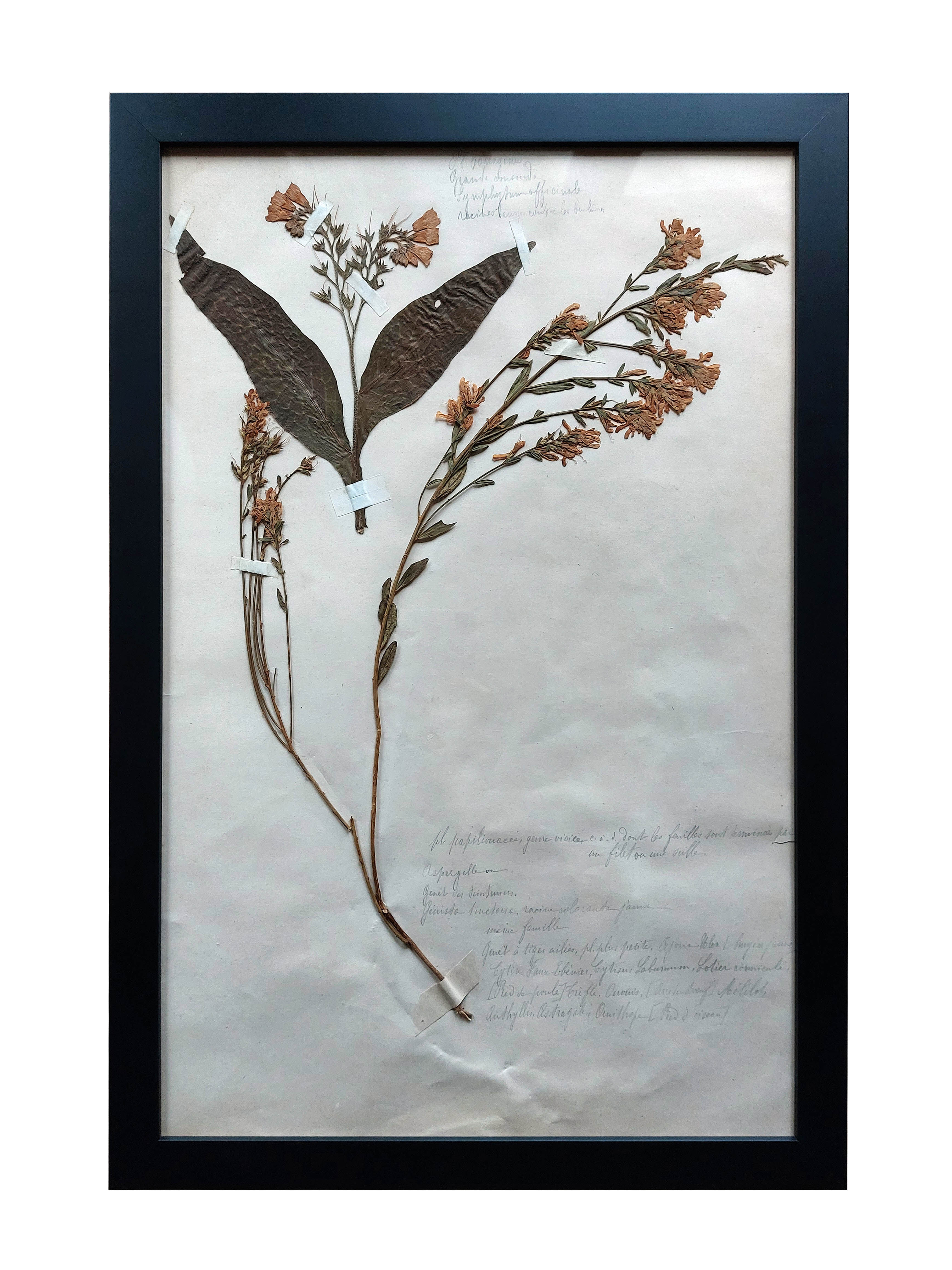 Old Herbarium 1894 four framed plates