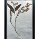 Old Herbarium 1894 four framed plates