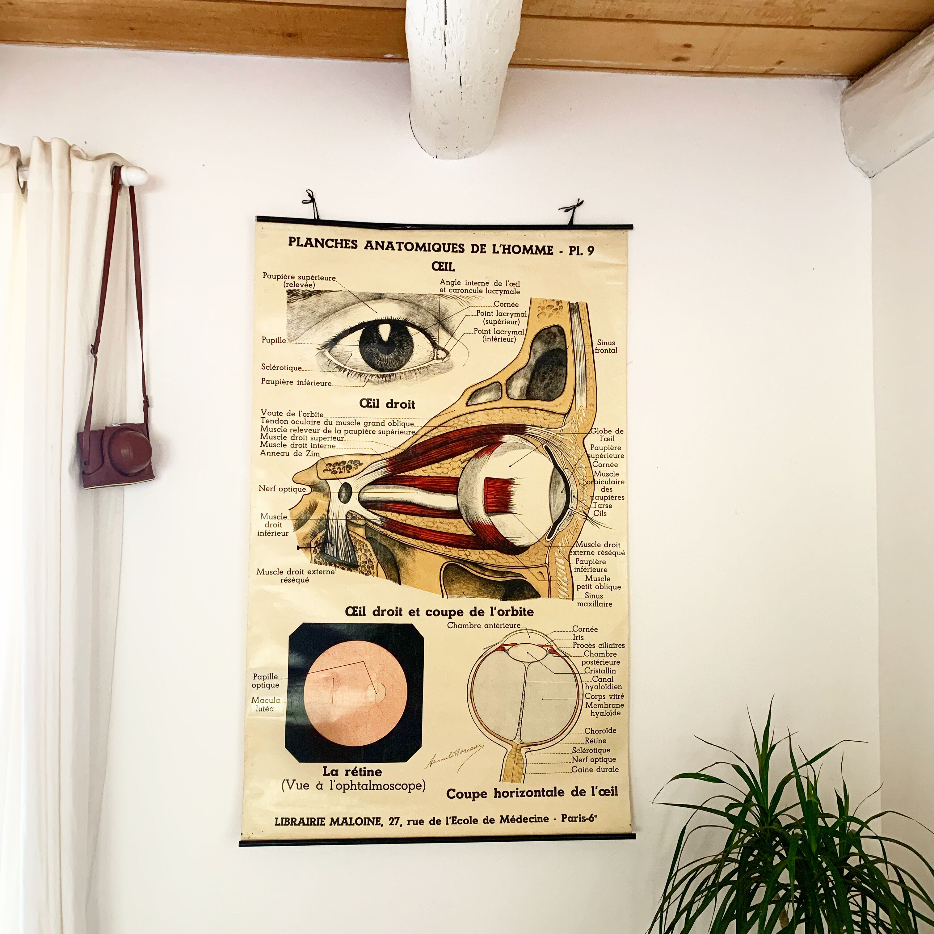 Vintage anatomical chart of man: the eye