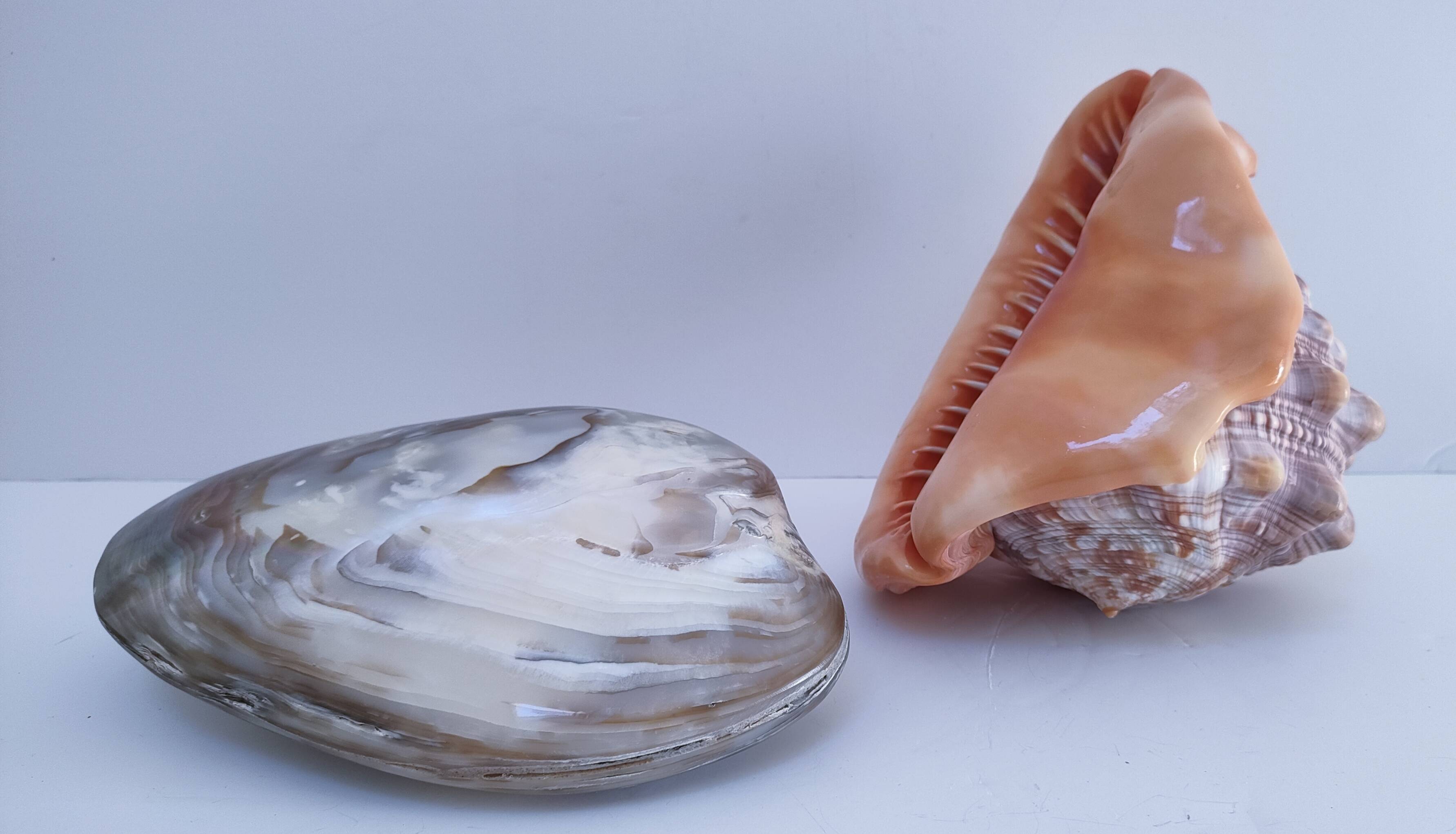 deux coquillages nacrés taille XL