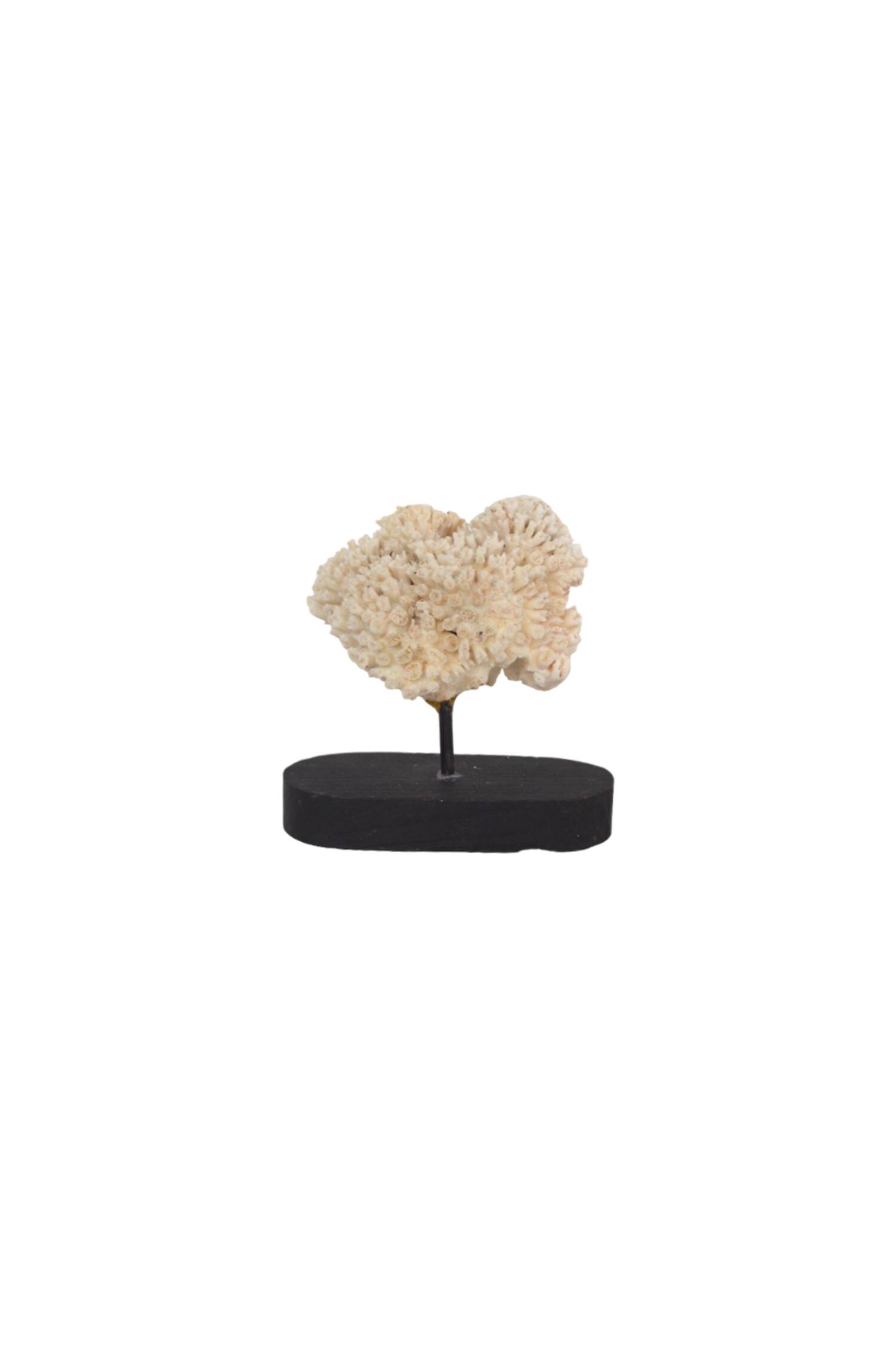 Corail blanc