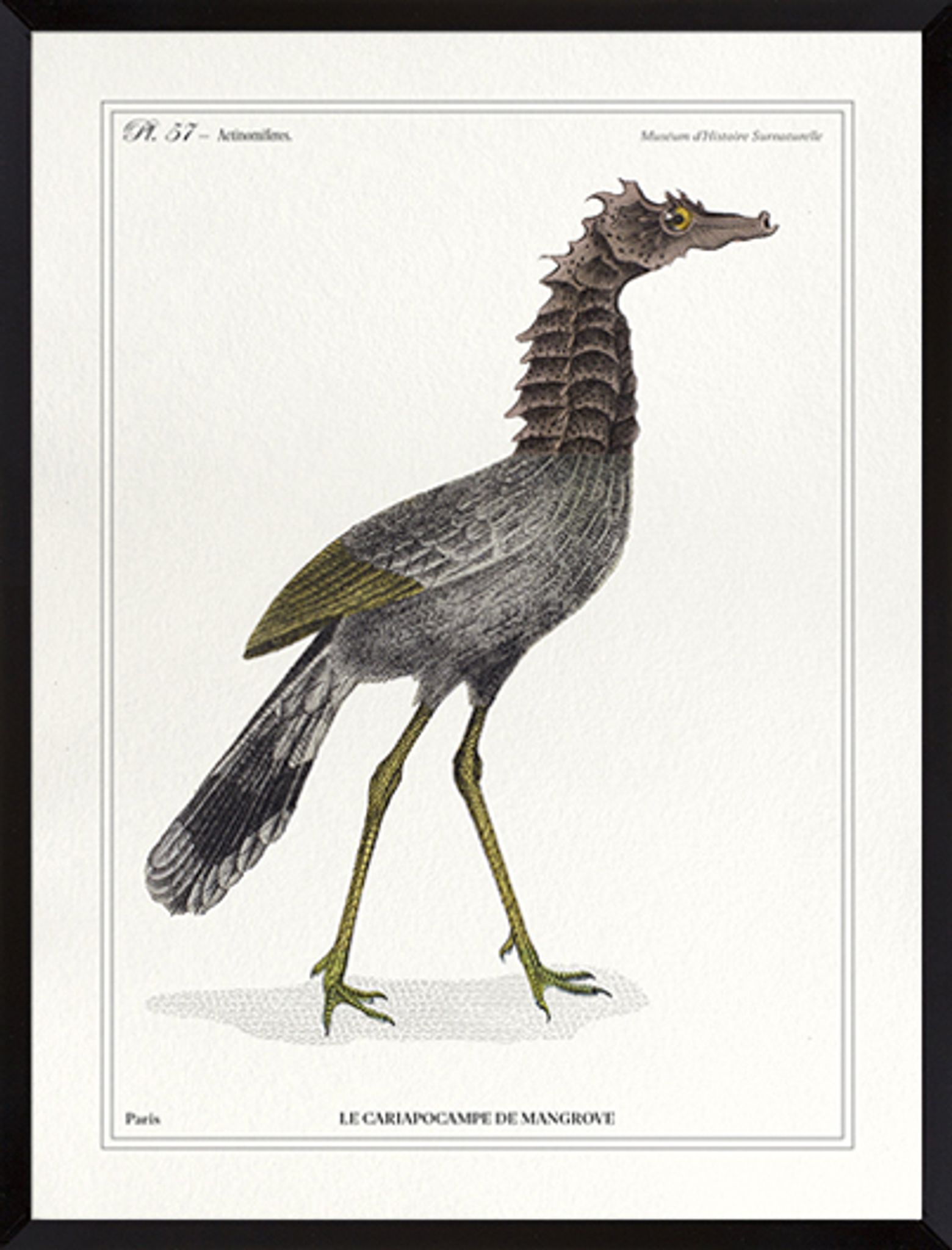Lithograph chimeric engraving animal - the cariapocampus