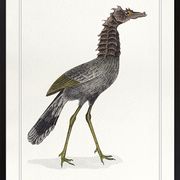 Lithograph chimeric engraving animal - the cariapocampus