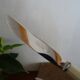 24 Art Deco knives Apollonox bakelite and stainless steel handles in case