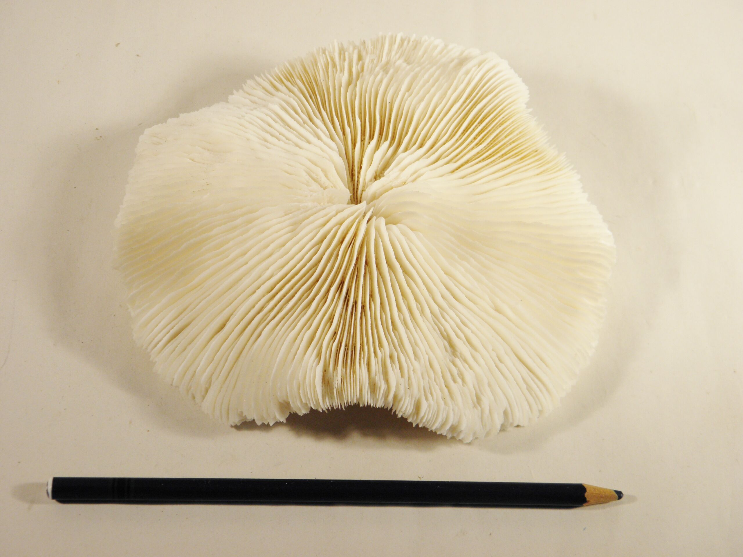 White coral 17 x 17 cm