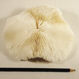 White coral 17 x 17 cm