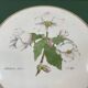 Hand-enhanced botanical plate