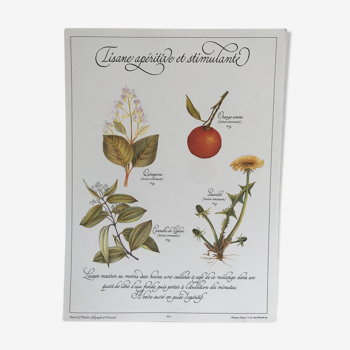 Planche botanique vintage